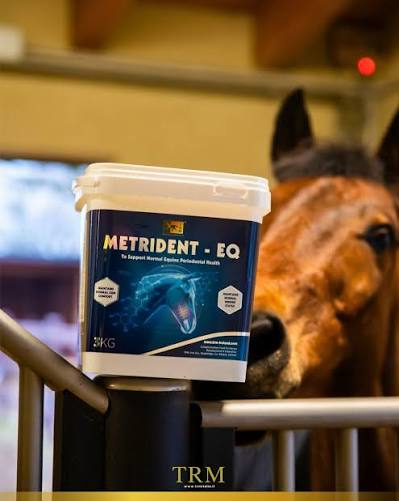 horse image